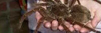 Spiderlover3's profile banner image