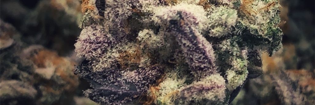 PeasleyVega's profile banner image
