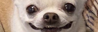 SHIG_sing's profile banner image
