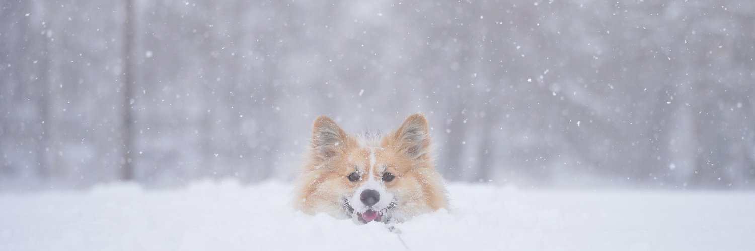 コーギー犬もこすけ's banner