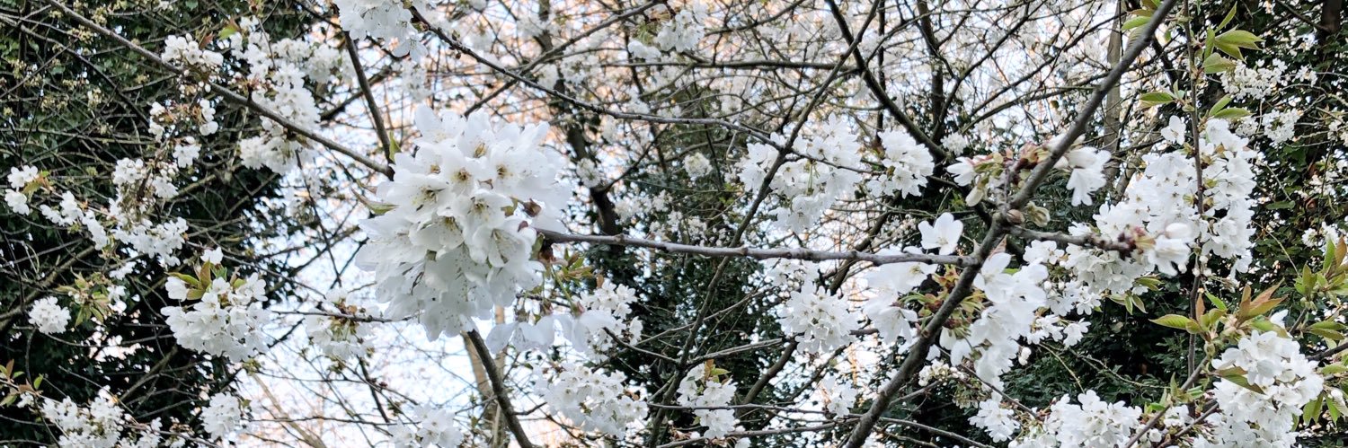 Isobel D’Rozario banner