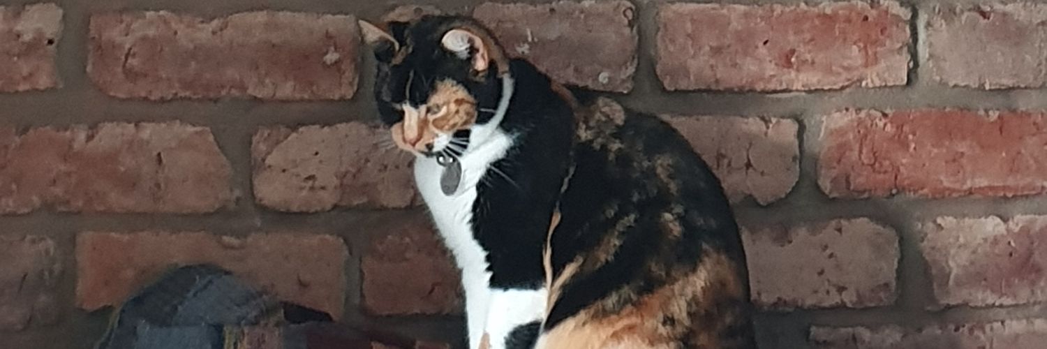 Dr Sadia Habib banner