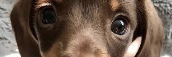 JingMing1017 Profile Banner