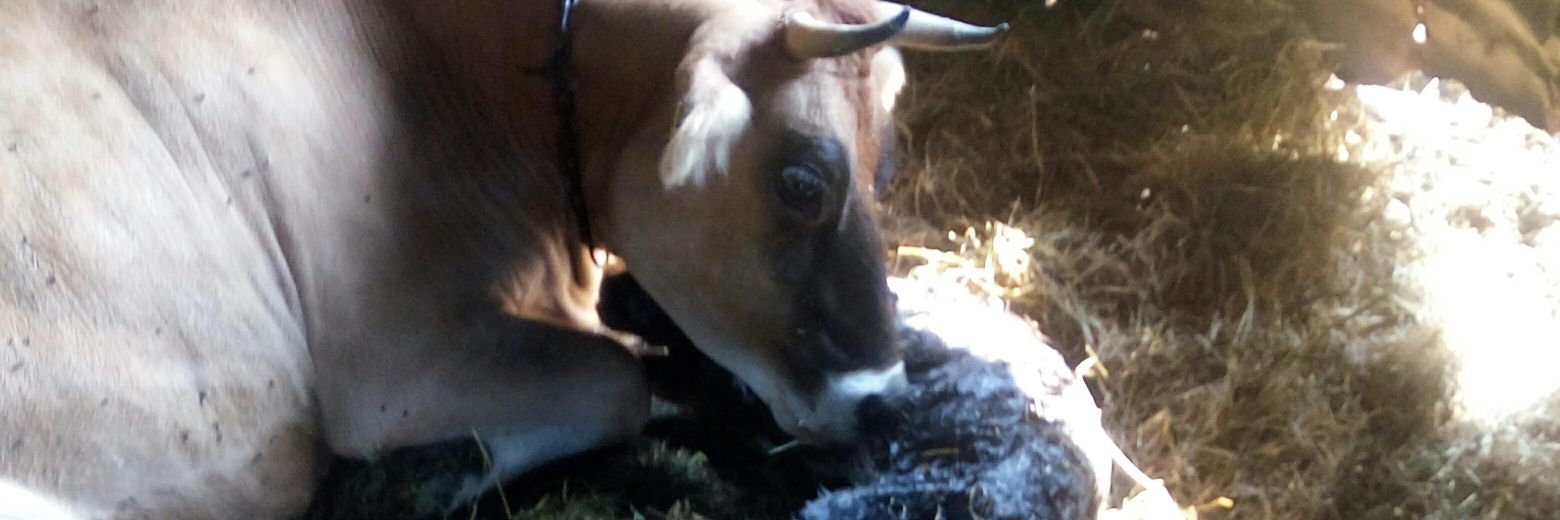 MustafaX?3.14Hannibal gülüşlü 1283🌹 🐧🐲🐎🐫🐱 banner