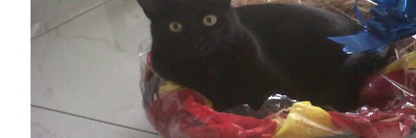 MinervaDB Profile Banner