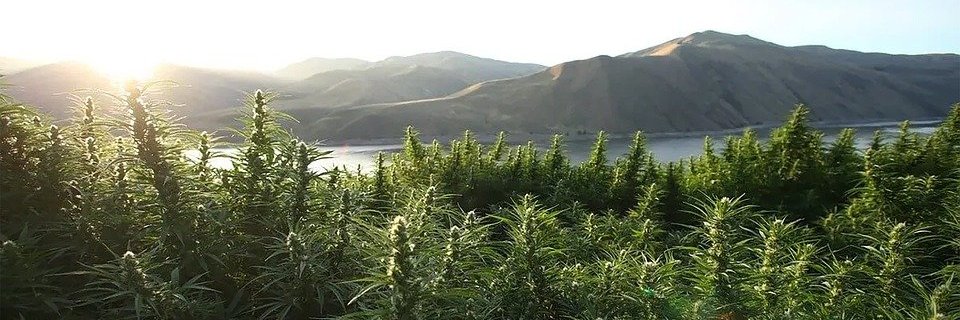 keep_cannabis's profile banner image