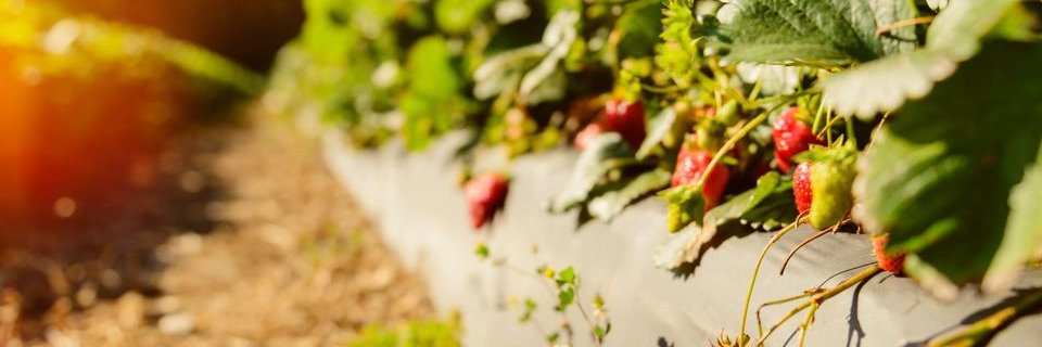 IrrigationMart's profile banner image