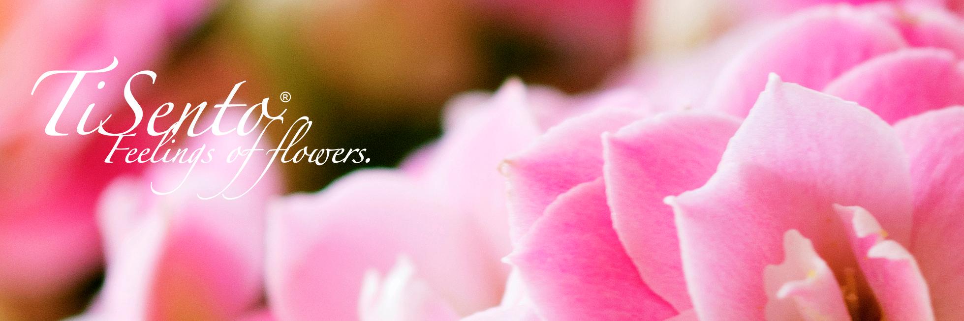TiSentoPlants's profile banner image
