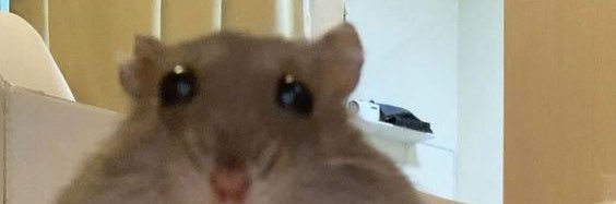 Yori Corydon 🎠 banner