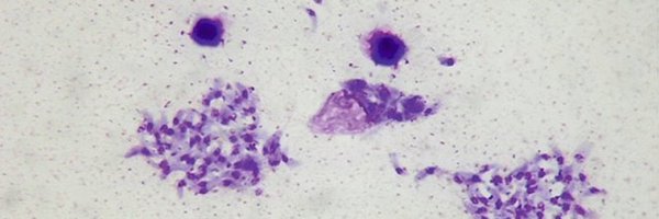 toxo_gandhii Profile Banner