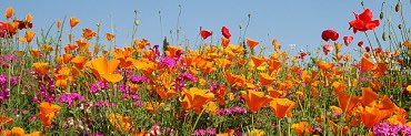 HONEY💐 banner