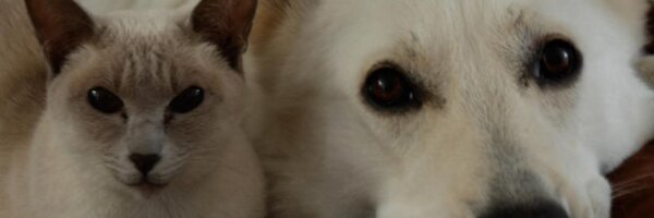 LettyvdGeest Profile Banner