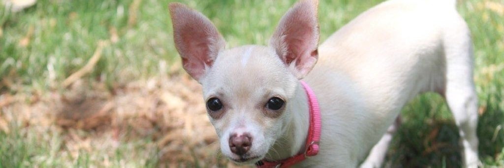 PoppyPoncho's profile banner image