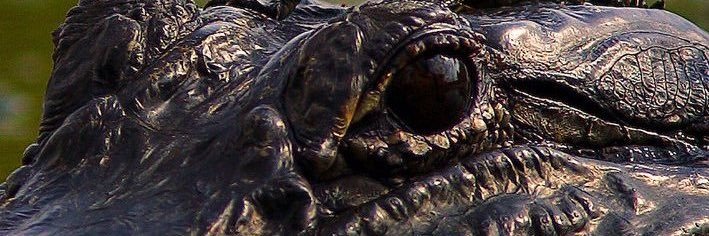 Pater Lacerta 🐊 banner
