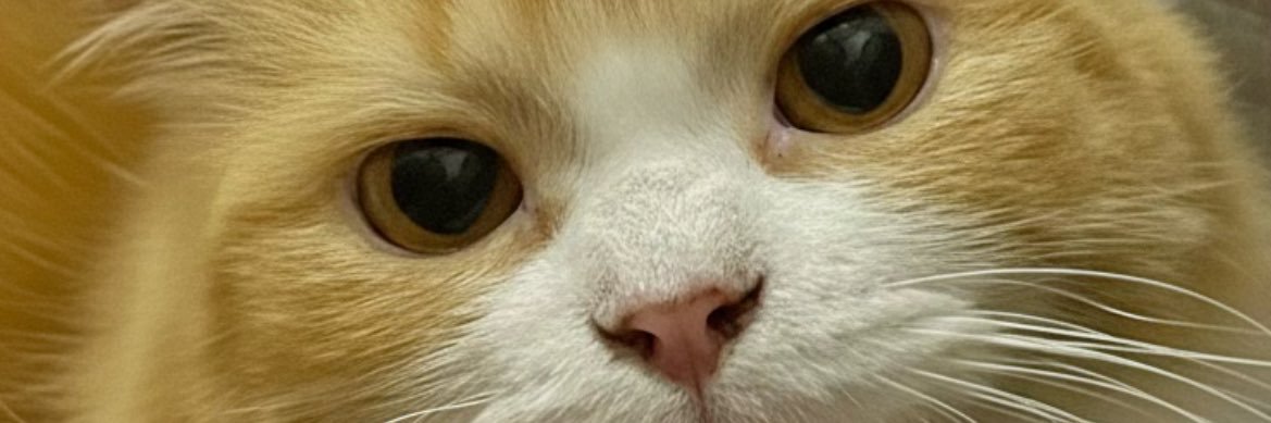 soon-ya banner
