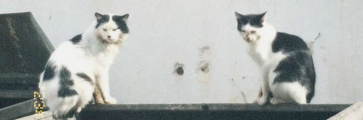 selmasavranbas1's profile banner image