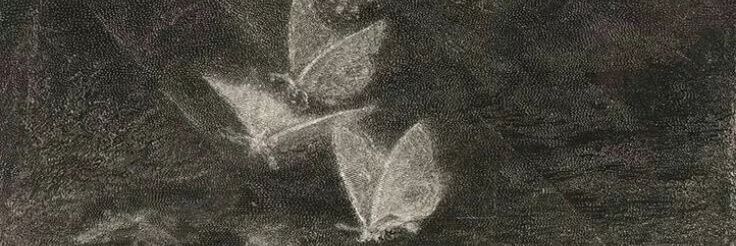 zanemo banner