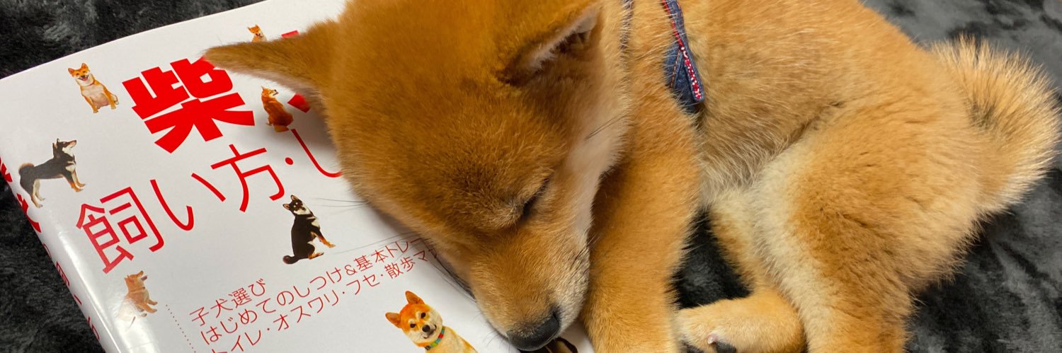 柴犬 ろん banner