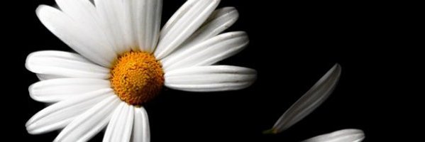 _pohatomicha's profile banner image