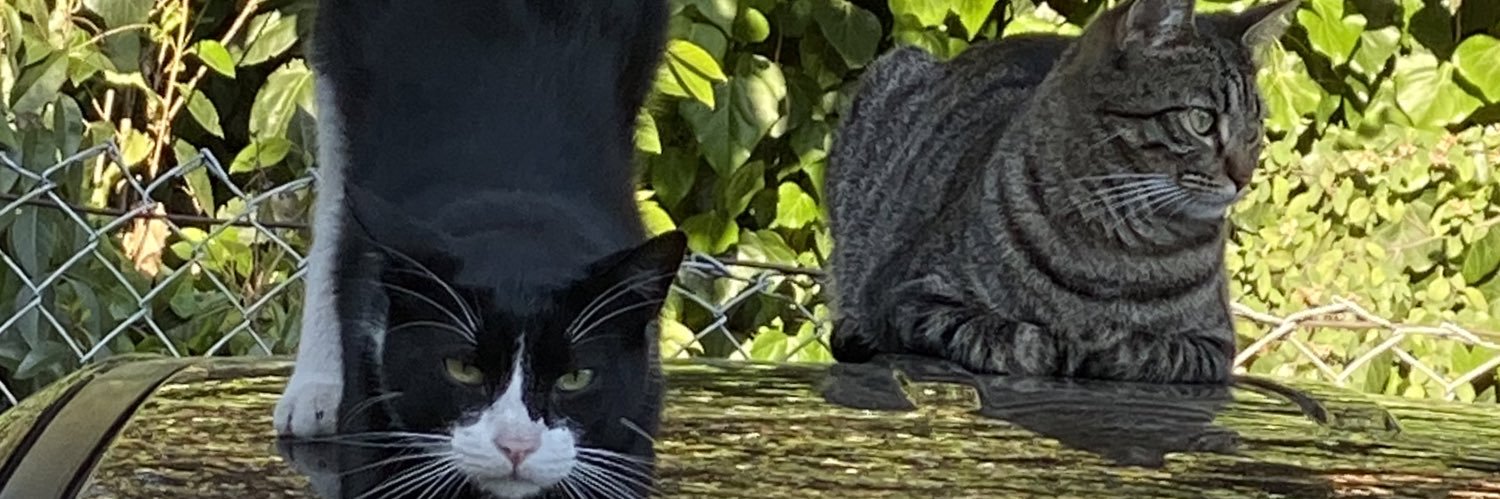 #BitcoinZOnly banner