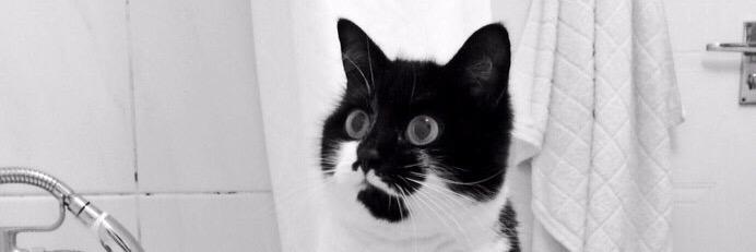 RondoTheCat1's profile banner image