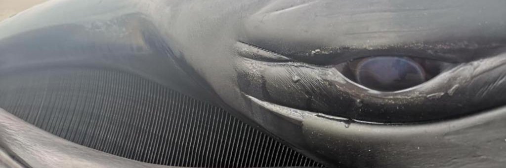 Stranded No More banner