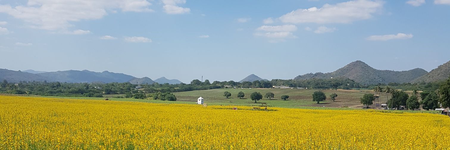 afreshsunflower's profile banner image