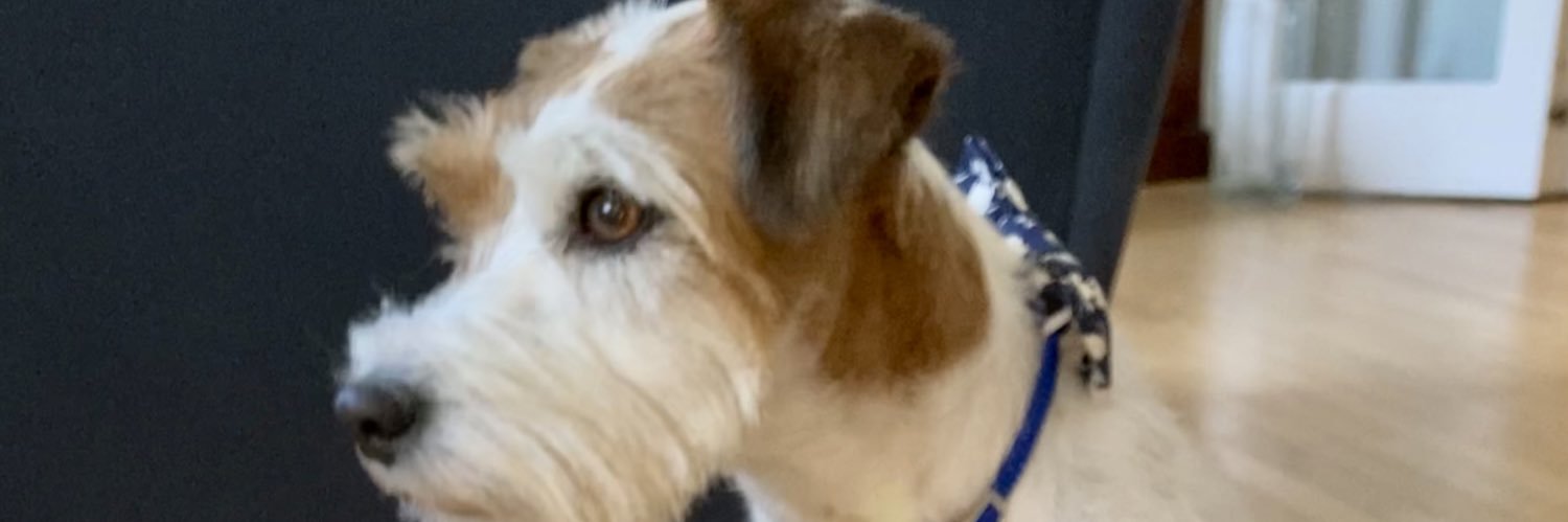 Dusanka Nikolic banner