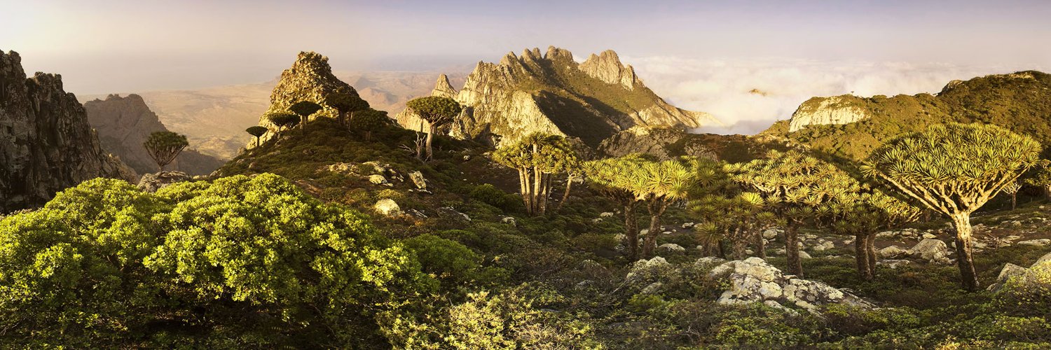 Cinnabari_'s profile banner image
