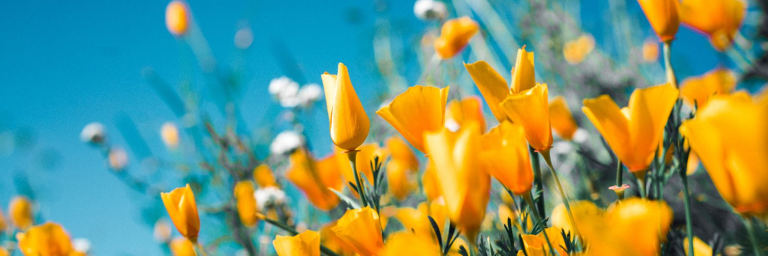 The Open Minds Project - Punjabi LGBTQ+ banner