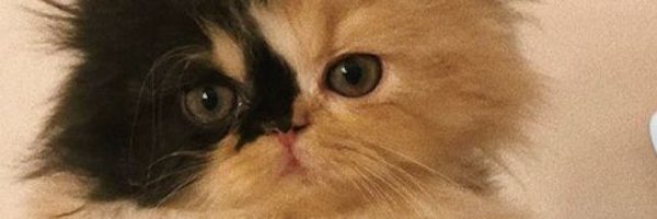AVA82615829 Profile Banner