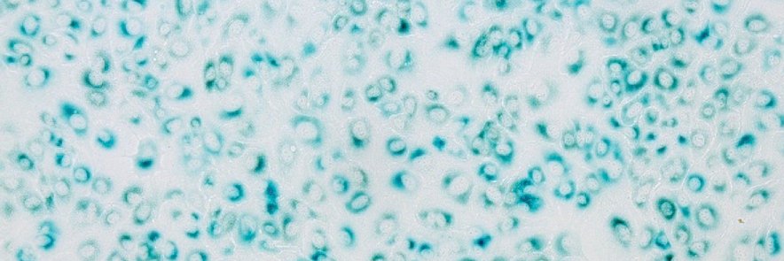 Fabricio Loayza Puch banner