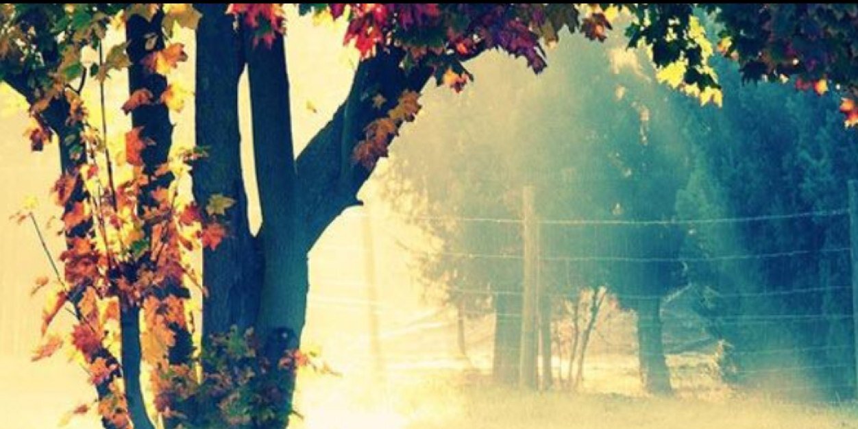 DBoschman's profile banner image