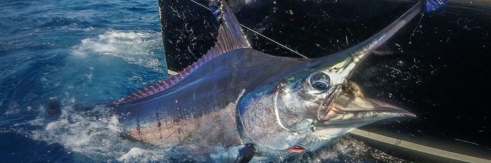 Pacific Fins banner
