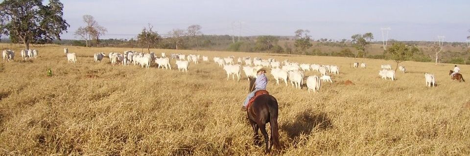 Mário Machaim Franco banner