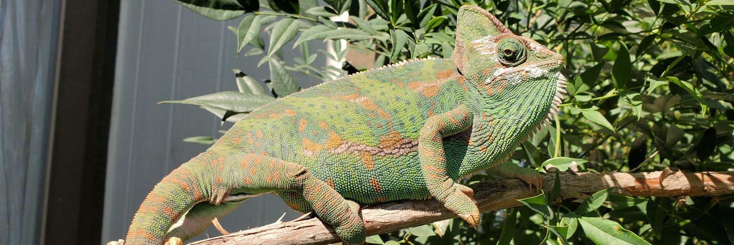 AᴍᴇʀɪᴄᴀɴUʟᴛʀᴀNᴜᴄʟᴇᴀʀ𝓧𝓡𝓟𝓖𝓲𝓵𝓵𝓮𝔂 banner