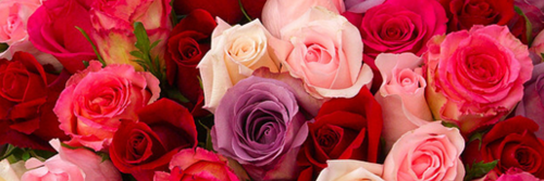 JessDaSilvaZA's profile banner image