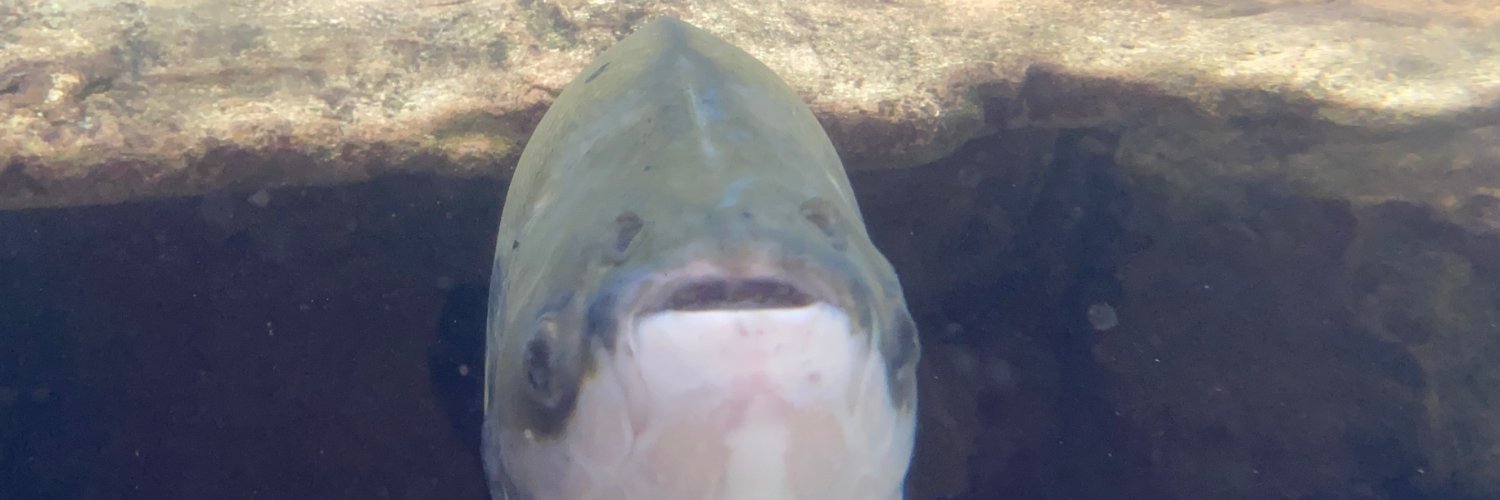 cgcryptid.bsky.social banner
