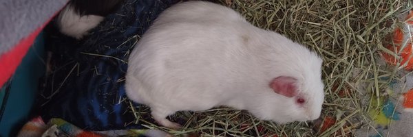 Love All Guinea Pigs & All Animals ❤️🙃❤️🙃❤️ Profile Banner