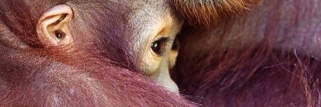 Halden Kalfil banner