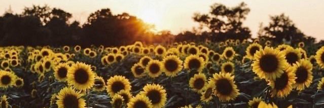 Elisa Victoria 🦋🌻💙💚 banner