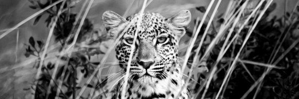 ScbZimbabwe Profile Banner