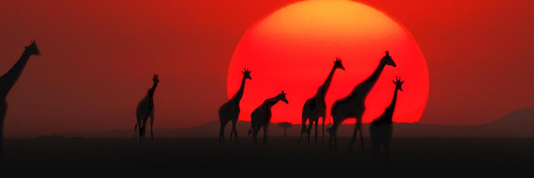 Kenyans On Twit‎ter banner