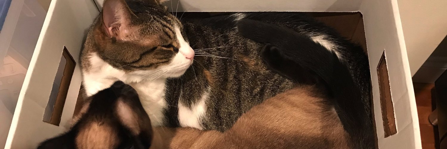 Patchen Mortimer banner