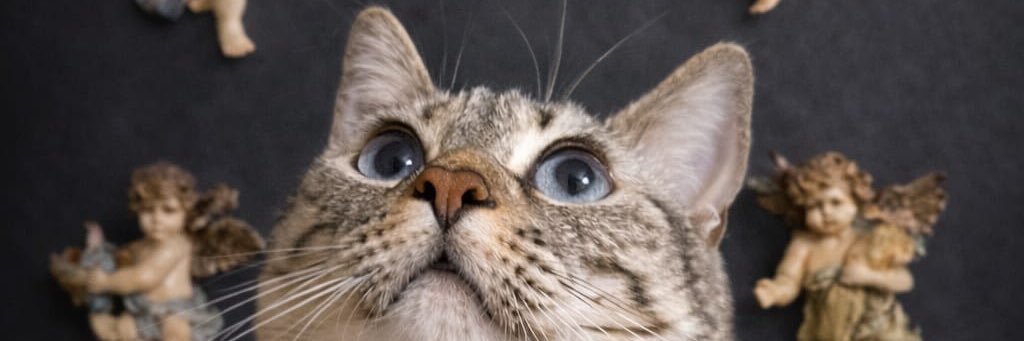 soffffffffi__'s profile banner image