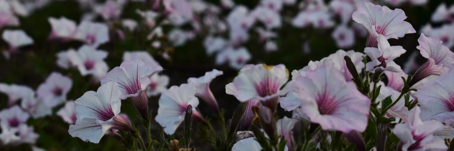 Norushii 🐱🍵 banner