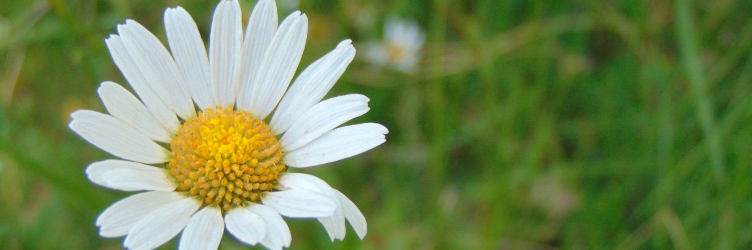 RocioSgorlon's profile banner image