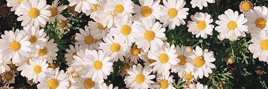 สวยสับไม่หลับใน banner