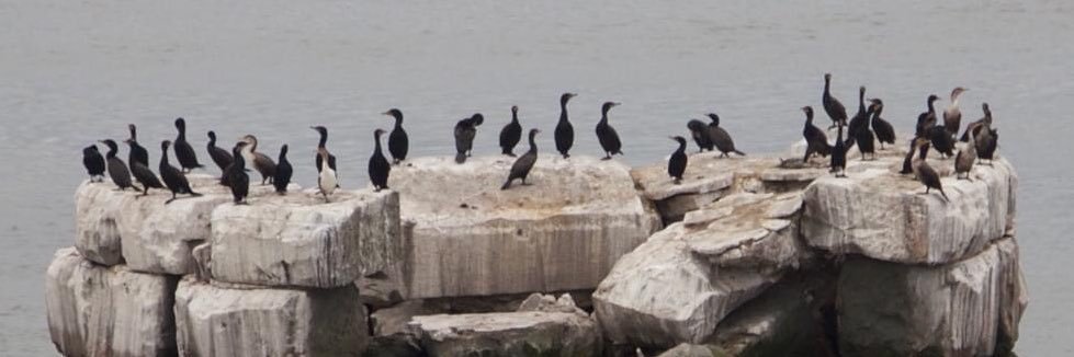 Hillsborough River Association banner