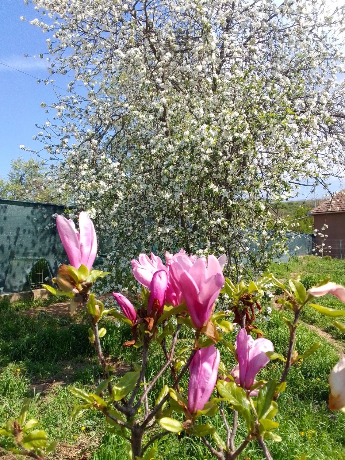 Călin Cismaș-Bercse banner